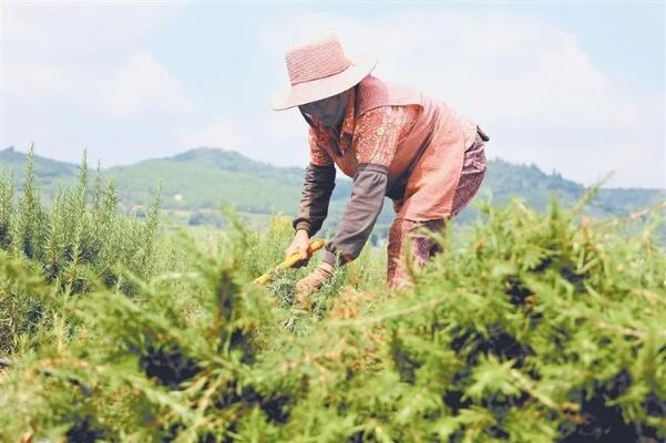 田间种植忙