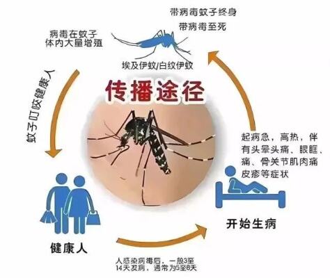 广州一社区公园内发现多条鳄雀鳝