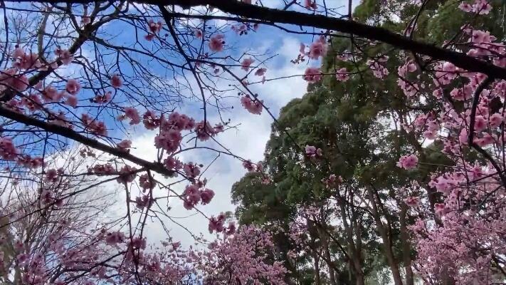 樱花烂漫醉春风樱花迎来盛放期