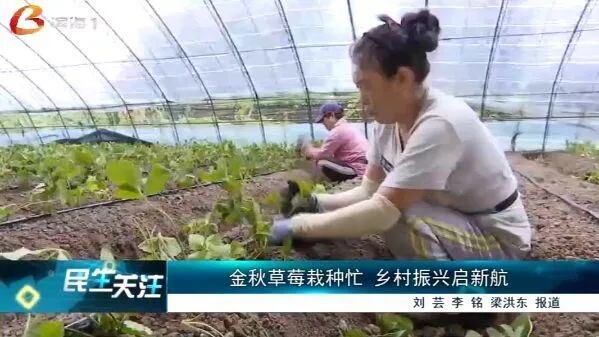 雪域草莓见证两地乡村同频振兴