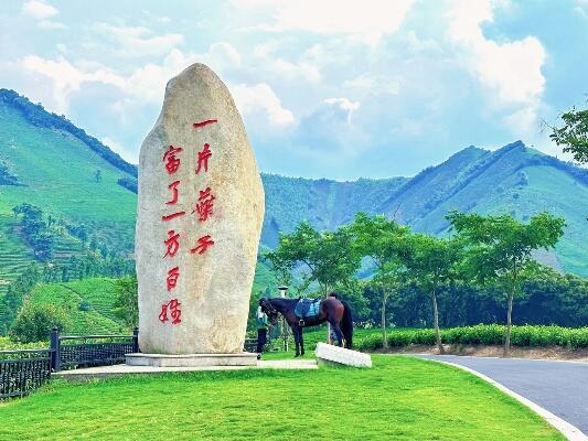 浙江湖州安吉白茶观景平台