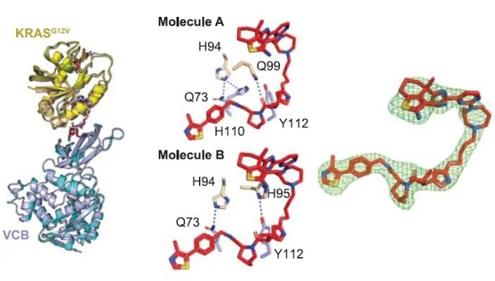 科学家揭示一种致癌蛋白的秘密