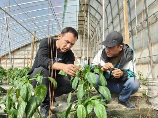 若羌县冬季大棚反季蔬菜迎丰收