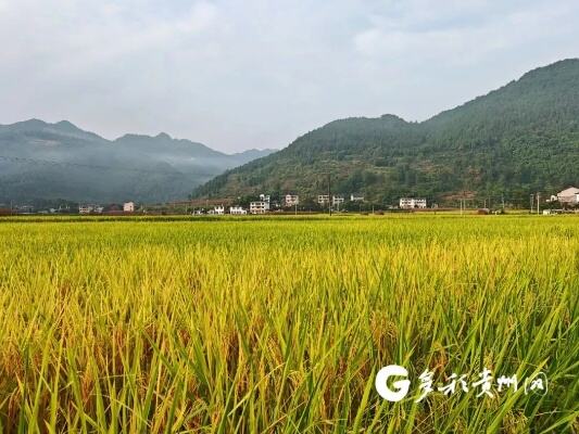 五一期间油菜机械化收割忙