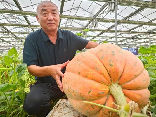 太空育种鲜花大规模上市