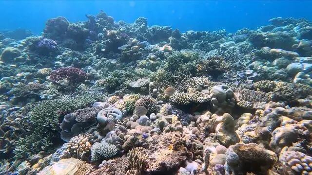 海警解救绿海龟