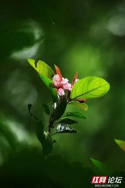 花果同枝