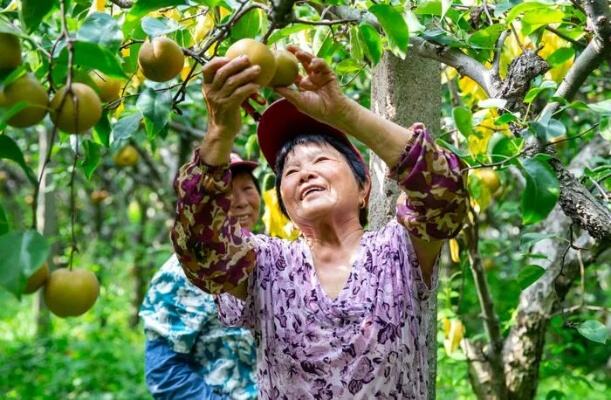 一年四季都可以吃到新鲜无花果