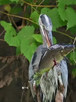 场面太震撼