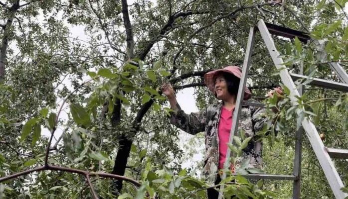 宁夏平罗水果西红柿喜获丰收