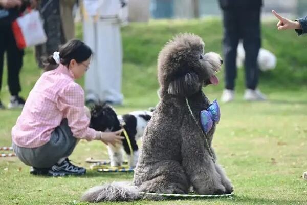 城市狗患治理之困