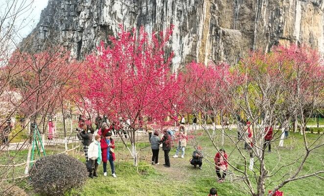 丽水市区樱花盛放