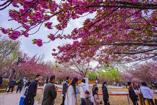 鹤山这条樱花大道