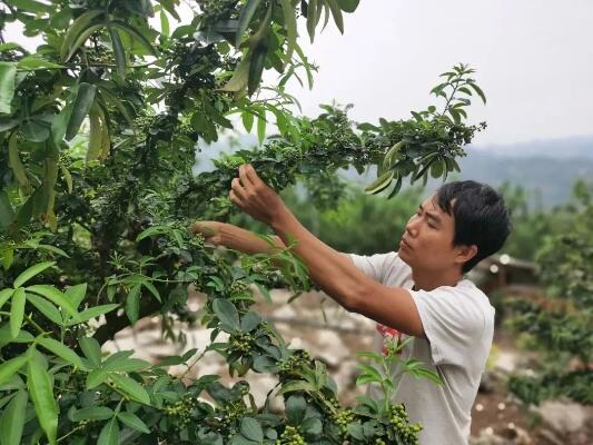 花椒市场活跃度持续提升