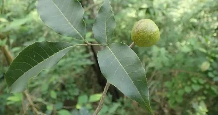 贵州省重点保护野生植物名录