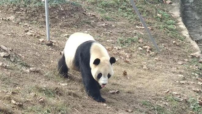 网友称发现疑似溺死大熊猫