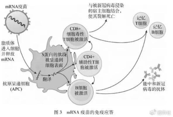 rna疫苗策略对多数毒株有效