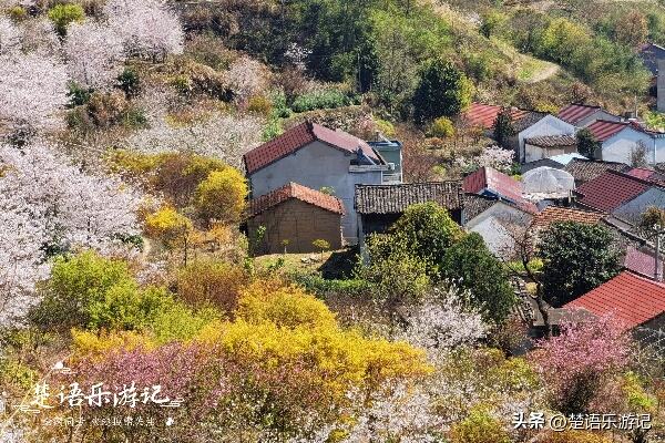 嵊州千亩樱花林