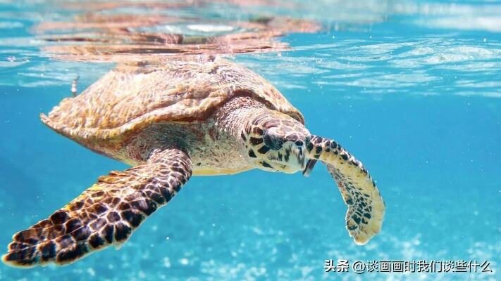 三亚海警送绿海龟回家